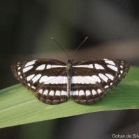 Neptis hylas Linnaeus, 1758